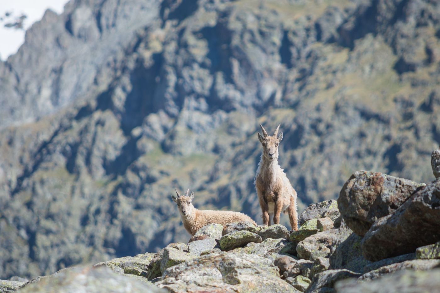 Alpine-Ibex-in-their-Mountain-Habitat-Mont-Blanc