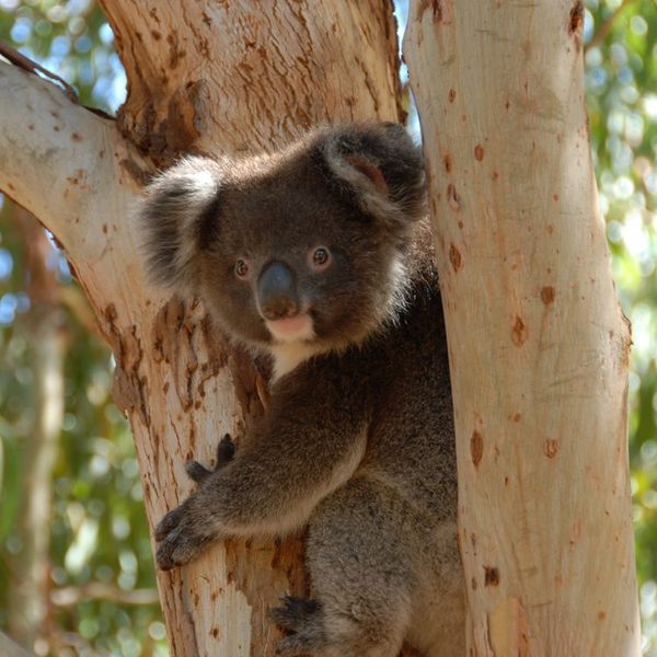Koala on the Kangaroo Island Wilderness Trail