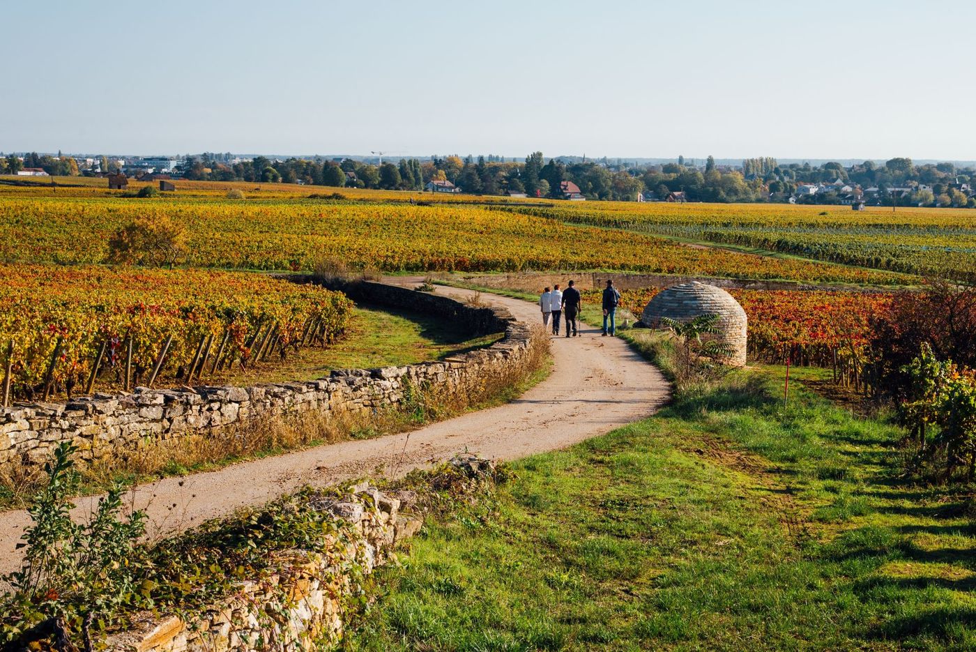 Autumn Burgundian vineyard , Wineroute Burgundy France