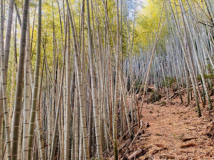 BAmboo on track Shikoku
