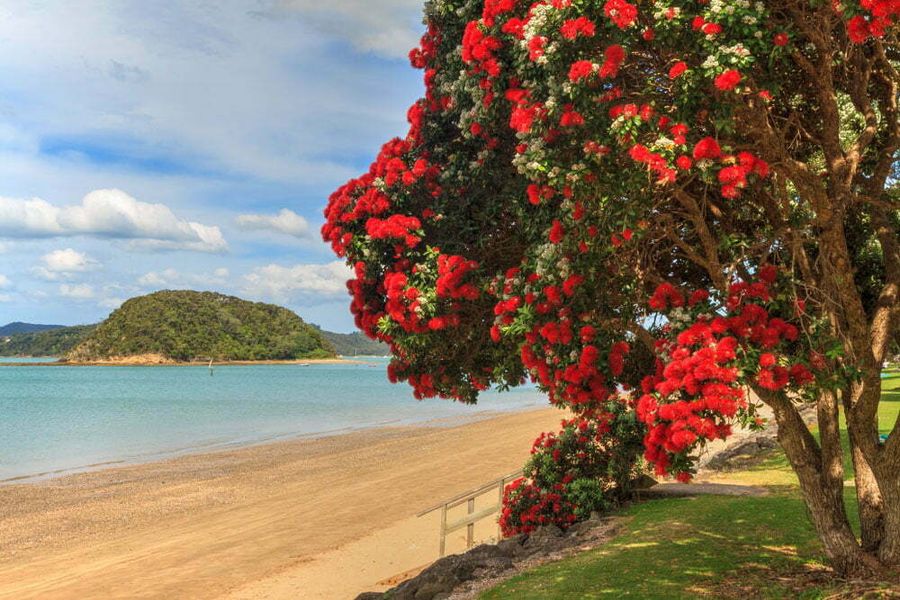 Bay of Islands Pohutukawa trees