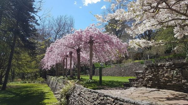 Blossoms