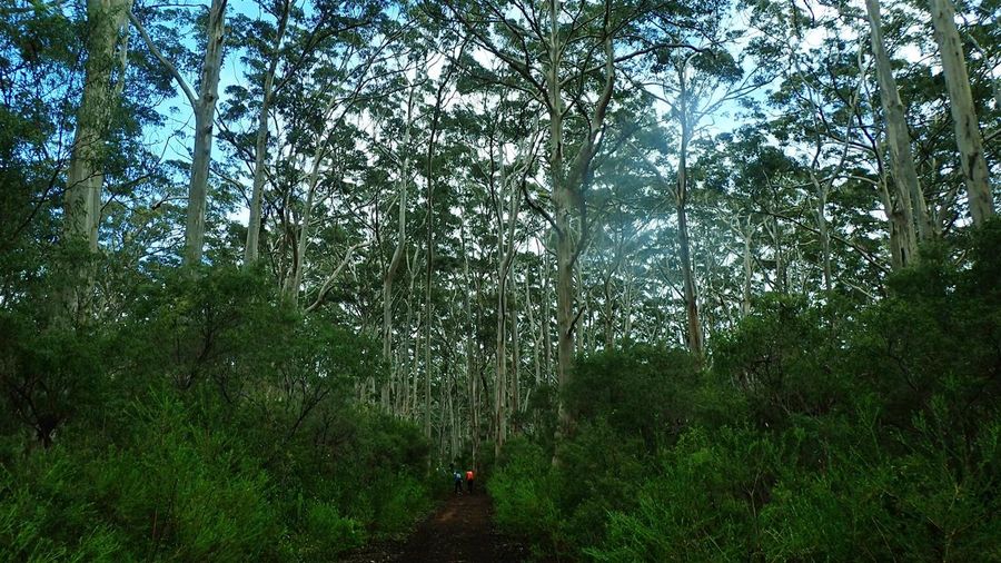 kauri forest Boranup Forrest