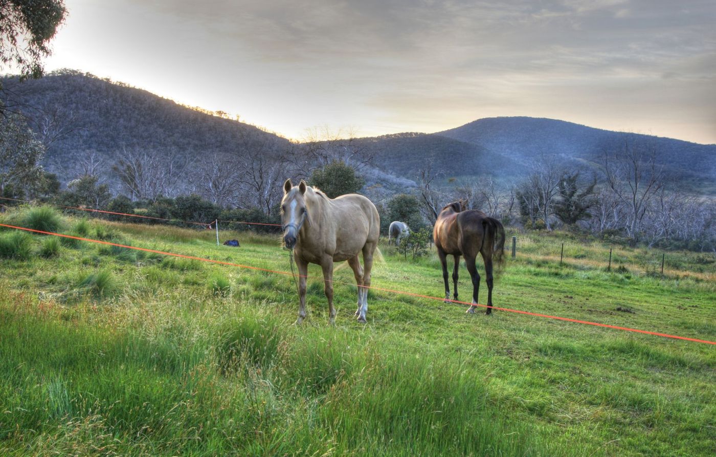Brumby-Horses-Grazing-in-the-Snowy-Foothills