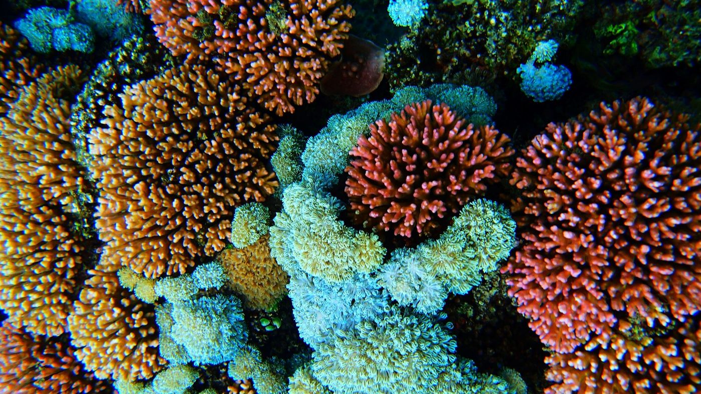 Close-up-of-Hard-and-Soft-Corals