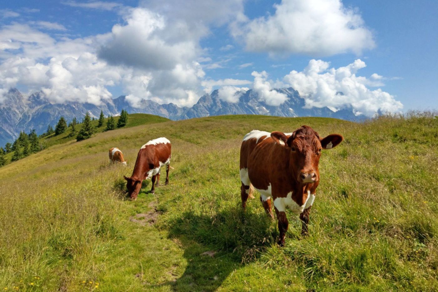 Cows on Kitbuhel Peaks Austria supplied by Eurohike