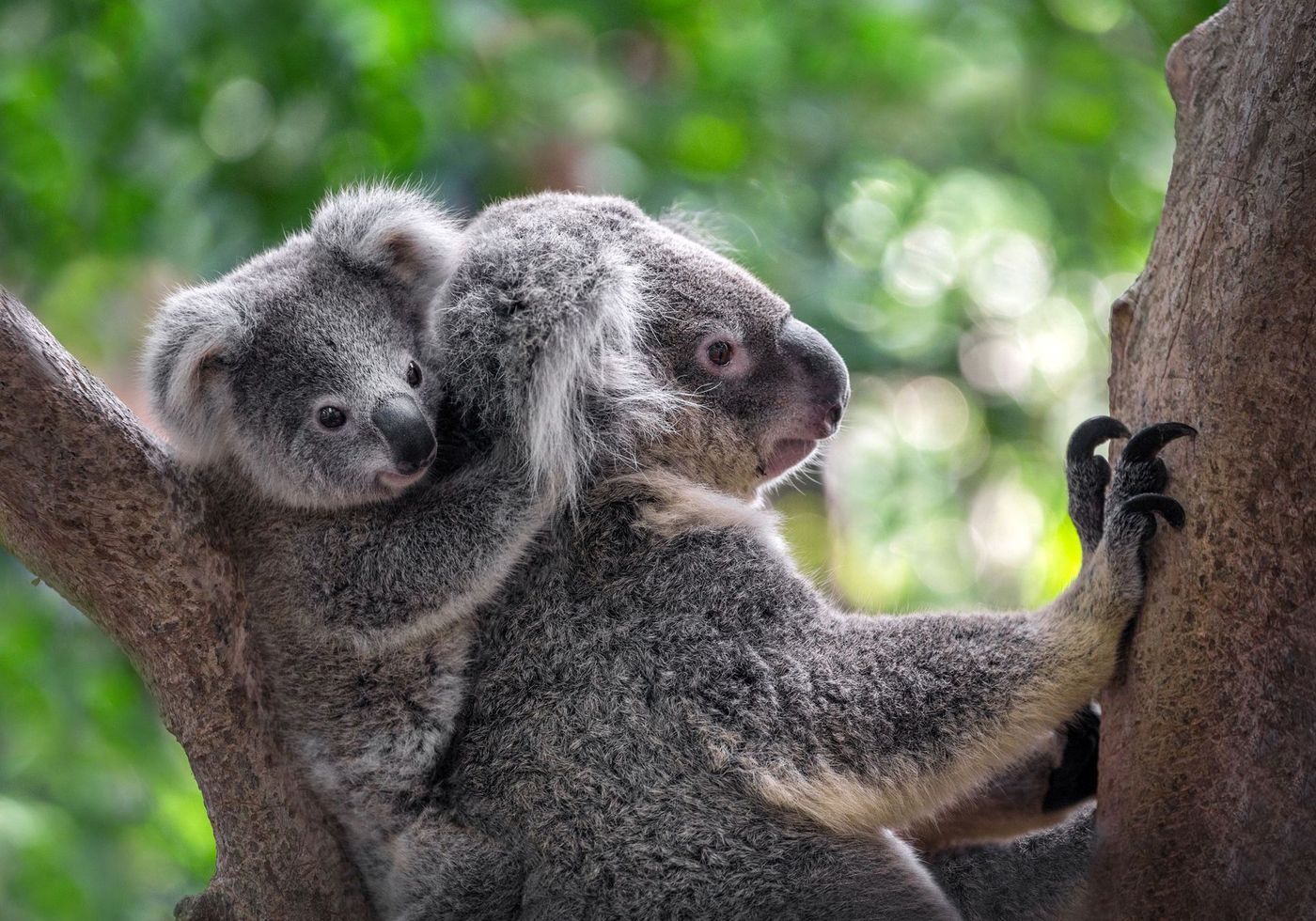 GOW-Koalas