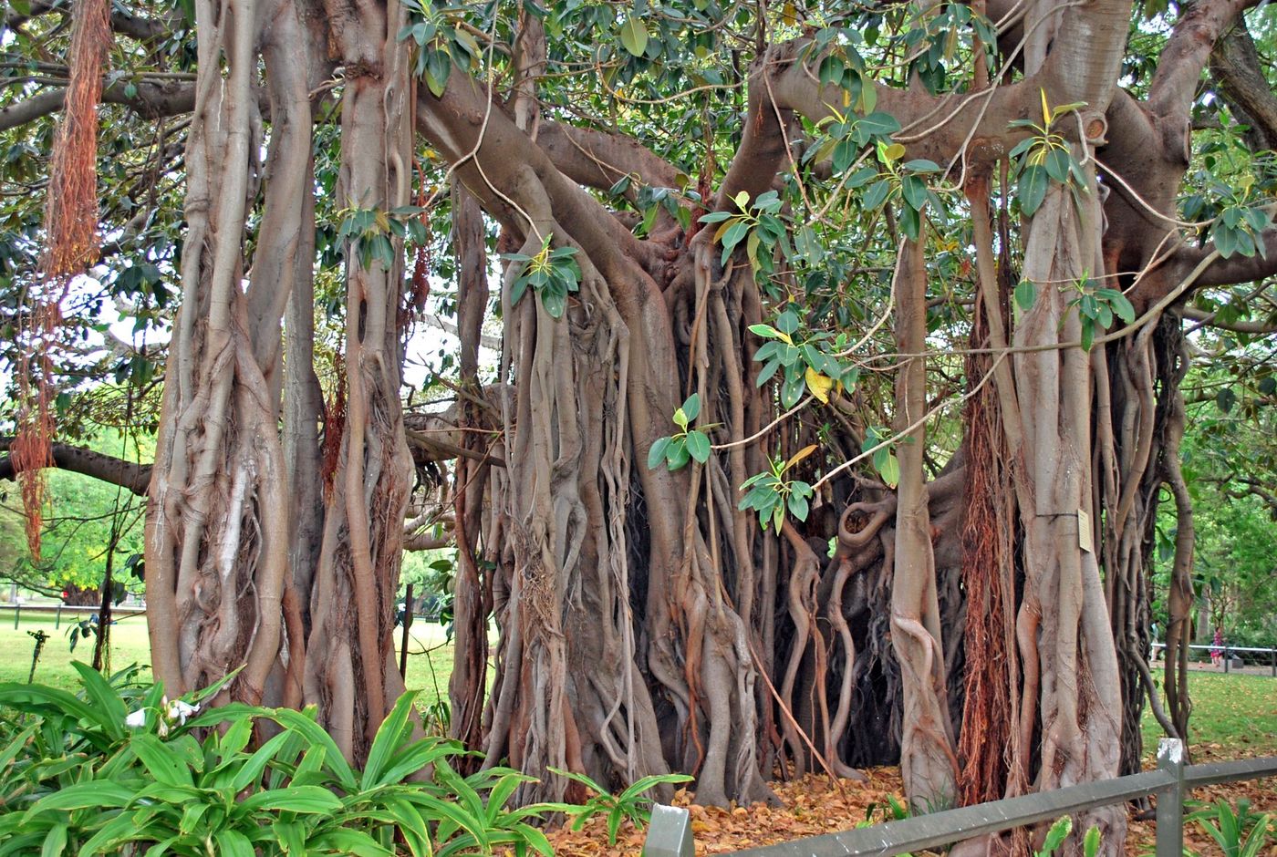 Giant-Banyan-Tree-with-Massive-Aerial-Roots