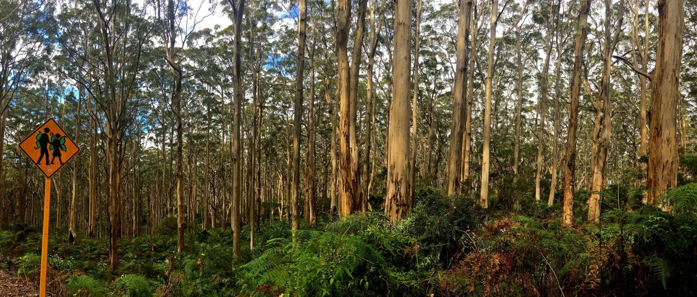Hiking-Warning-in-Boranup-Forest