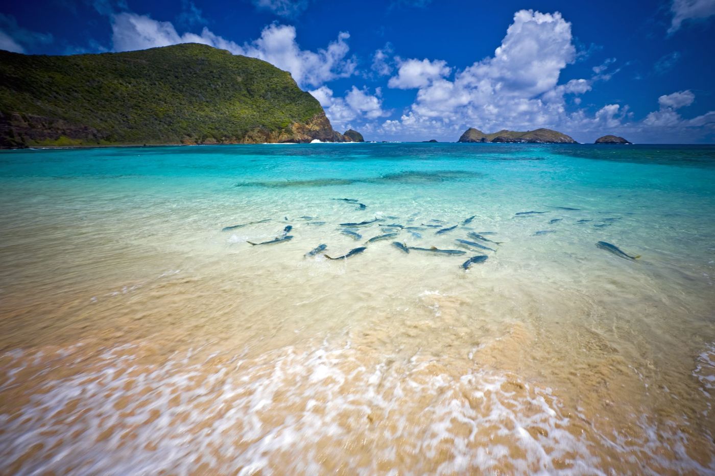 Kingfish-School-in-Lord-Howe-Island