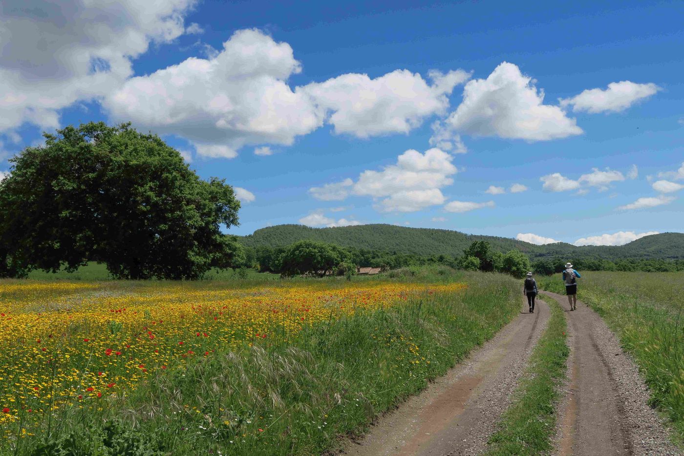 Landscape francigena Via Francigena