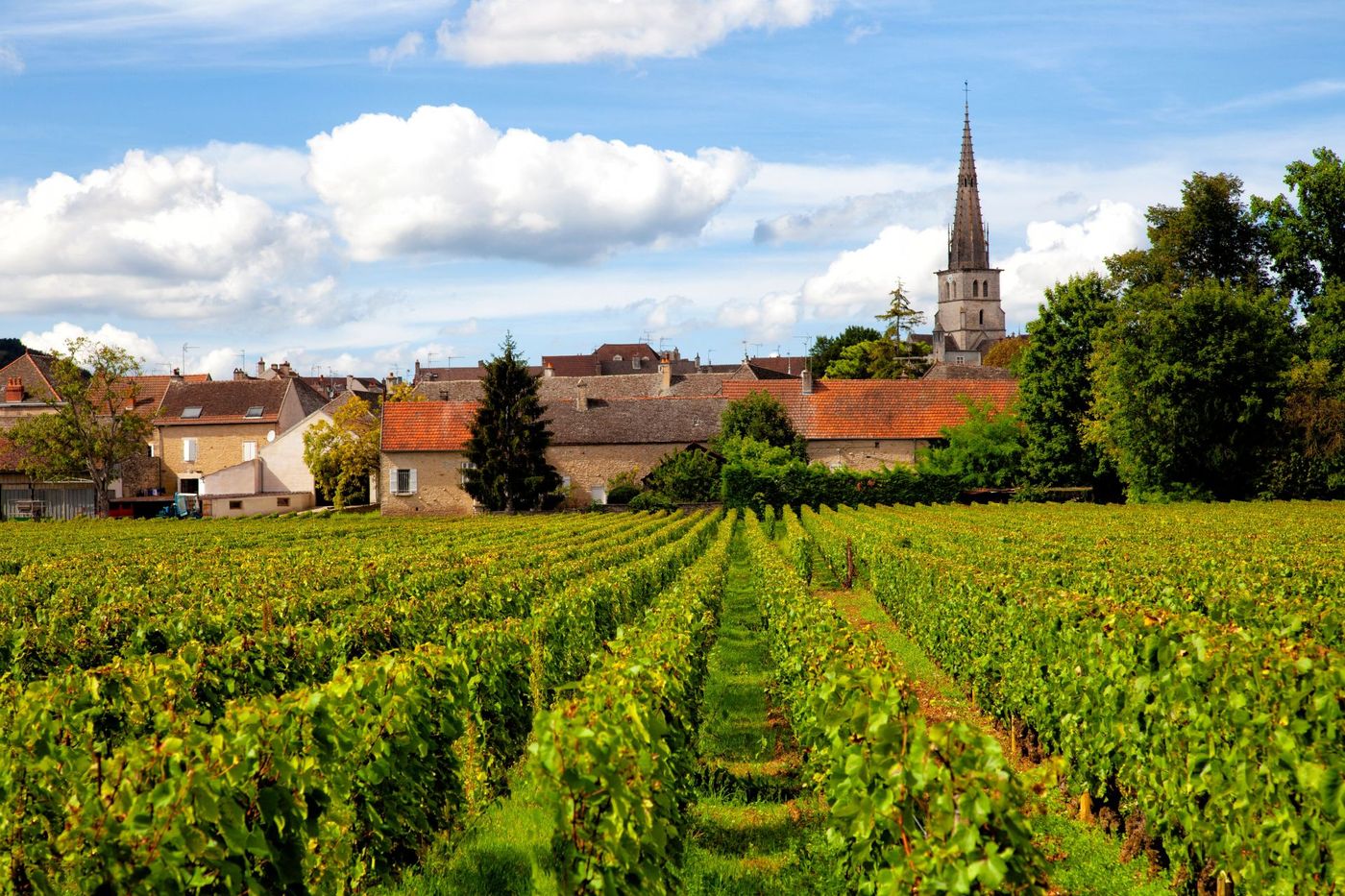 Meursault burgundy region