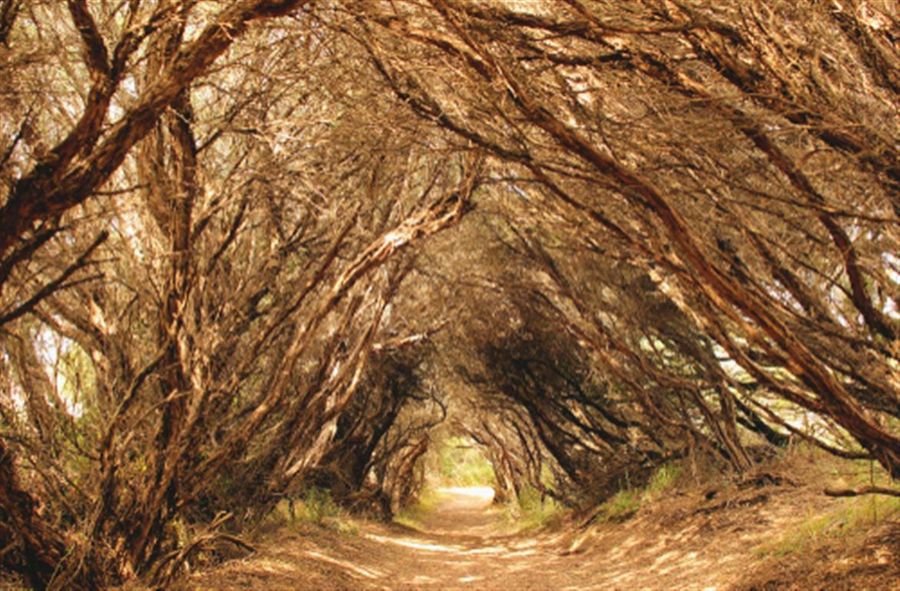 Bushrangers Bay Mornington Peninsula