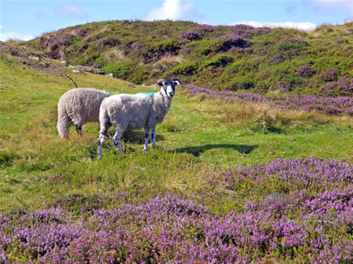 Sheep on the coast to coast england