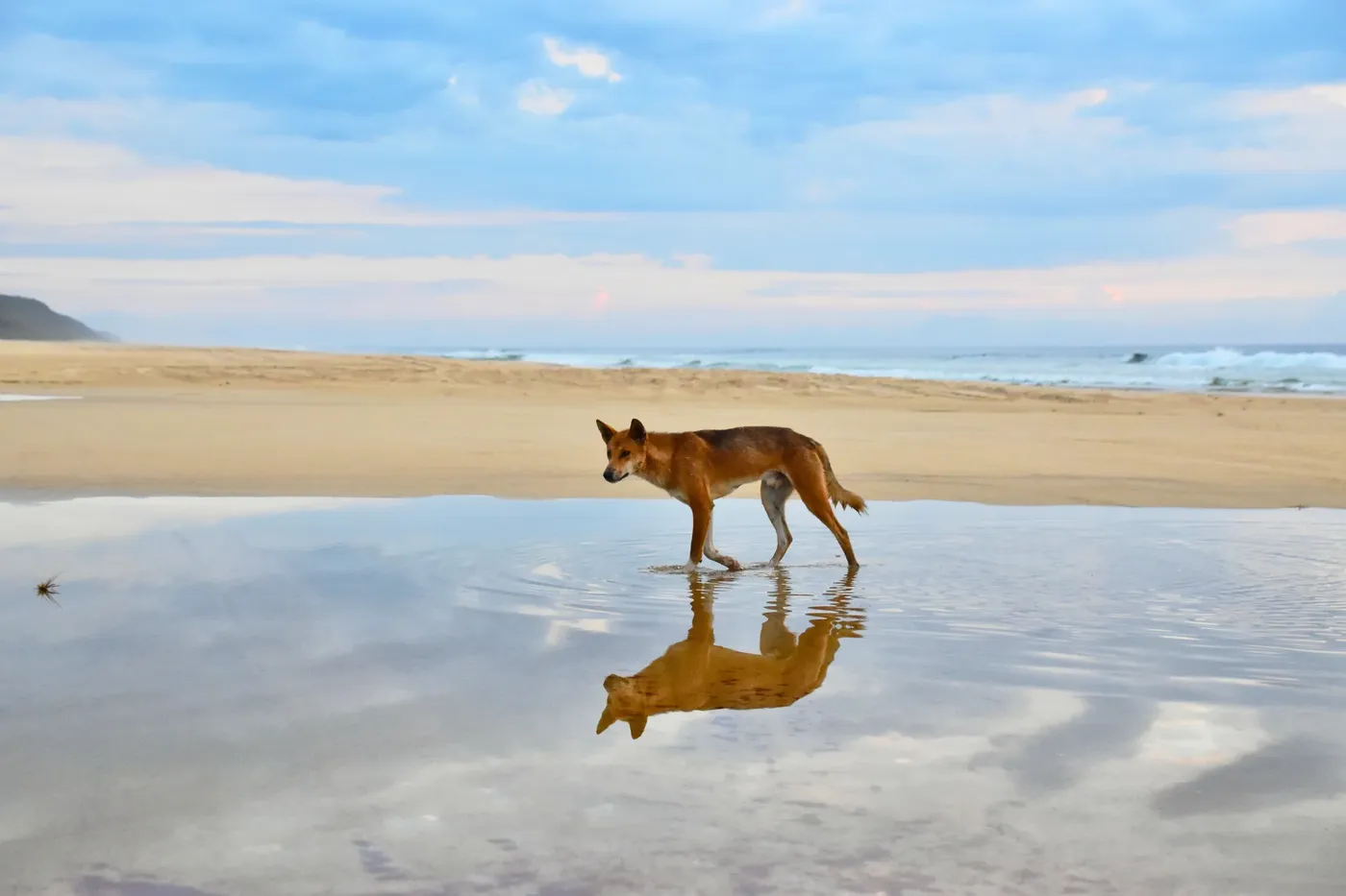 SEVENTY FIVE MILE BEACH DINGO