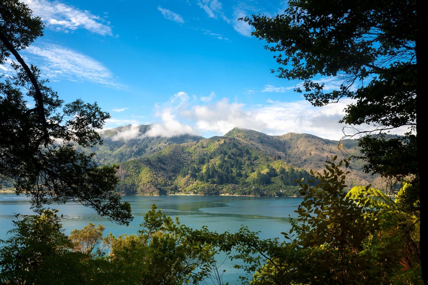 Scenic-View-of-Marlborough-Sounds-Framed-by-Trees