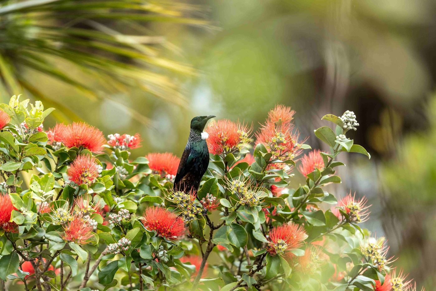 Tui bird