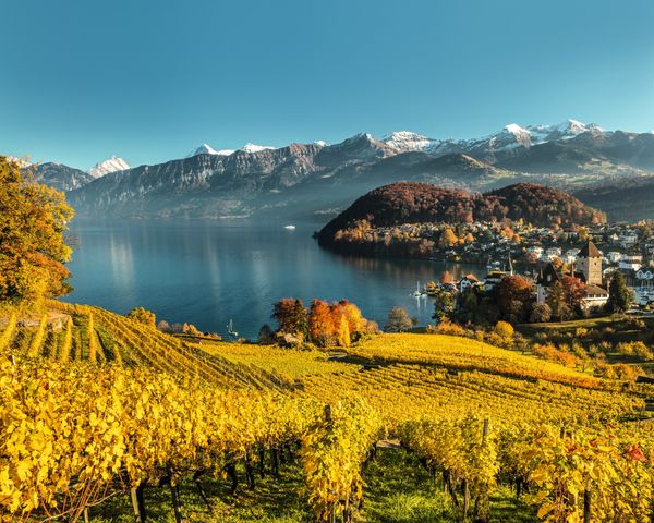 View of golden vineyards sloping down toward Spiez Castle in Lake Thun - supplied by Eurotrek