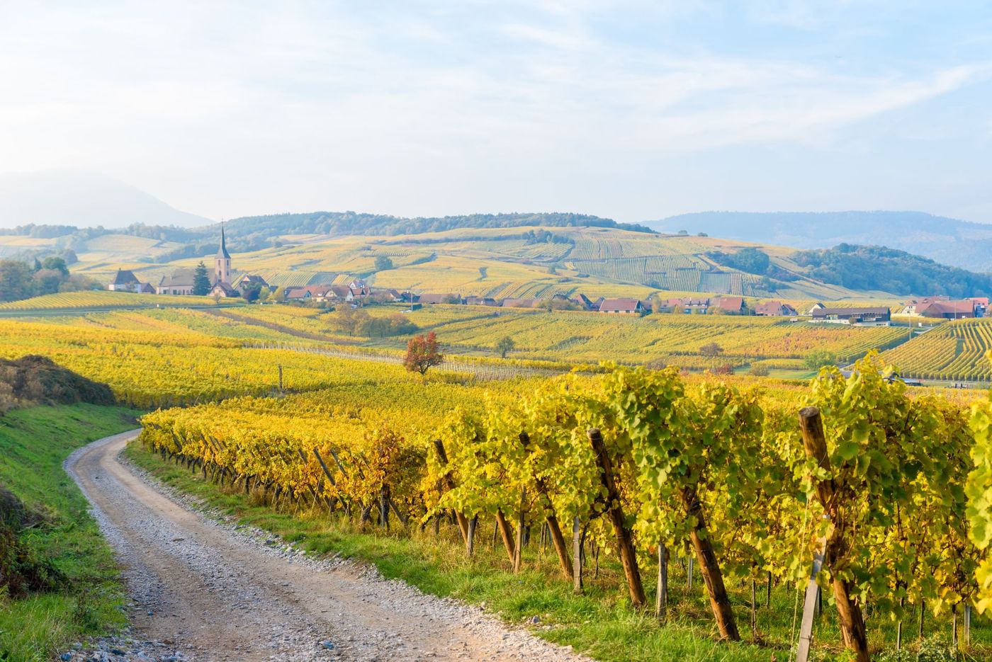 Vineyards at Mittelbergheim and Andlau