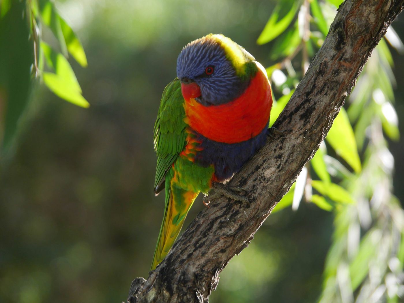 carnarvon gorge hikes