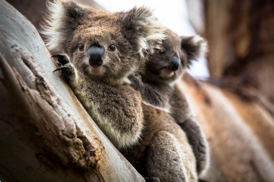 Koalas Great Ocean Walk