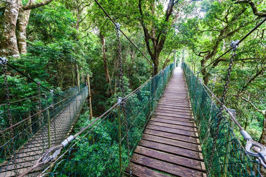 sky walk on the gold coast hinterland great walk