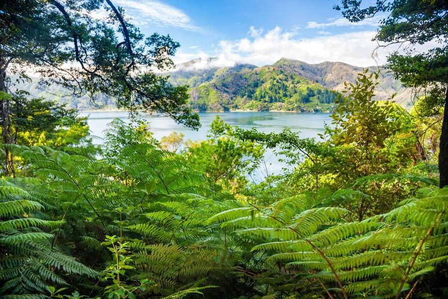 queen charlotte sound accommodation