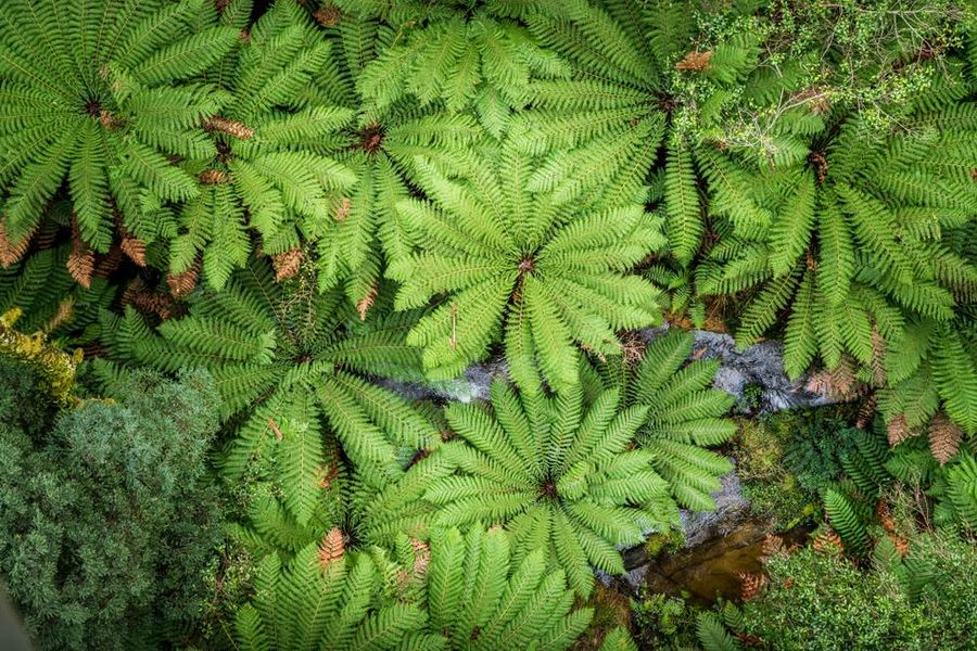 Tree Ferns Great Ocean WAlk