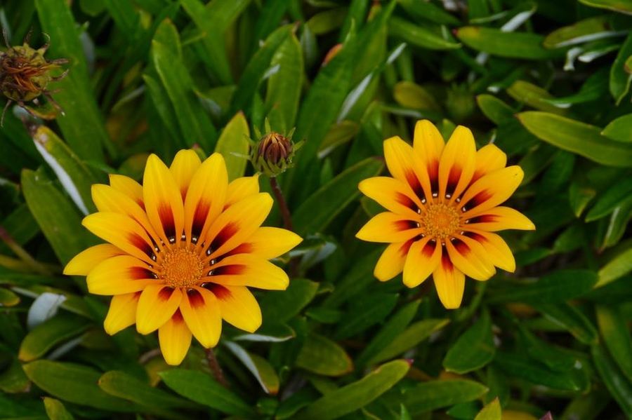 Flowers on Great South West walk