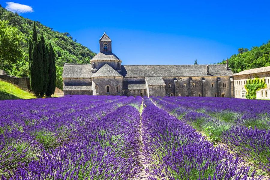 provence lavender field and monastry walking tour