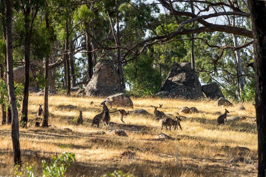 Kangaroos at Grampians On Grampians Peaks Trail
