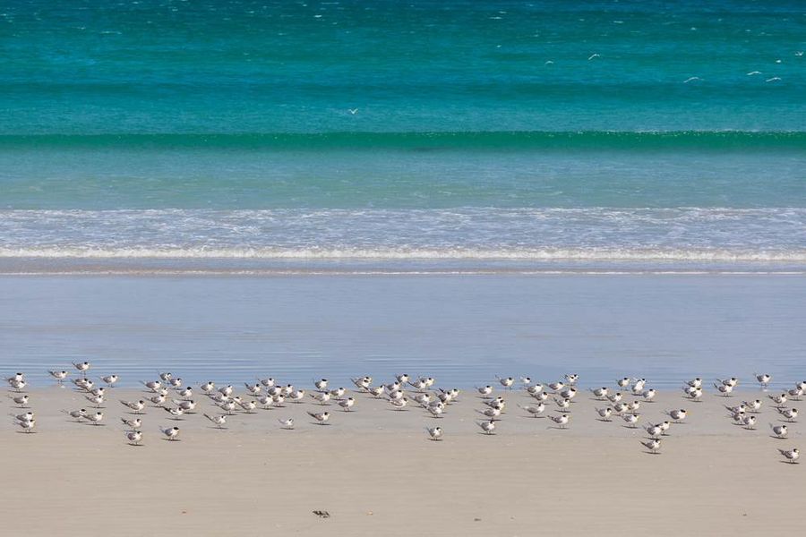 Beach on Great South West Walk with seagulls